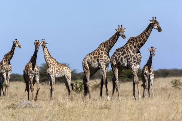 Girafe Giraffa Camelopardalis Dans Région Savuti Nord Botswana Afrique Girafe — Photo