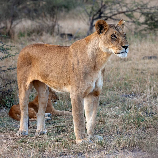 Leoa Panthera Leo Região Savuti Norte Botsuana África — Fotografia de Stock