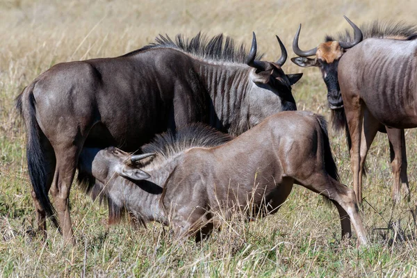 Junges Gnu Nimmt Milch Von Seiner Mutter Connochaetes Taurinus Der — Stockfoto