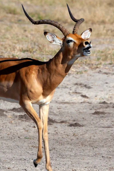 Antílope Macho Impala Aepyceros Melampus Região Savuti Norte Botsuana África — Fotografia de Stock