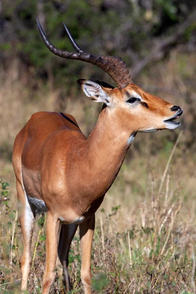 Afrika Nın Kuzeyindeki Botswana Savuti Bölgesinde Bir Erkek Mpala Antilobu — Stok fotoğraf