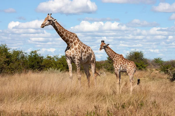 Żyrafa Giraffa Camelopardalis Regionie Savuti Północnej Botswanie Afryce Żyrafa Jest — Zdjęcie stockowe