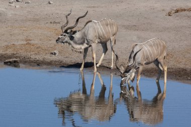 İki erkek Kudu (Tragelaphus strepsiceros) Namibya, Afrika 'daki Etosha Ulusal Parkı' ndaki bir su birikintisinde içiyorlar..
