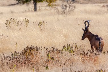 Afrika, Namibya 'daki Etosha Ulusal Parkı' nda Kırmızı Antilop (Alcelaphus buselaphus).