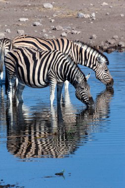 Zebra grubu (Equus quagga) Afrika 'nın Namibya kentindeki Etosha Ulusal Parkı' ndaki bir su birikintisinde içiyor..
