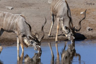 İki erkek Kudu (Tragelaphus strepsiceros) Namibya, Afrika 'daki Etosha Ulusal Parkı' ndaki bir su birikintisinde içiyorlar..