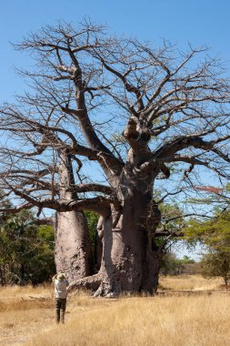 Adansonia digitata, Afrika baobab familyasından Adansonia cinsinin en yaygın ağaç türüdür. Caprivi Şeridi, Namibya.
