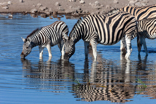 Group of Zebra (Equus quagga) drinking at a waterhole in Etosha National Park in Namibia, Africa.