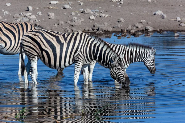 Group Zebra Equus Quagga Drinking Waterhole Etosha National Park Namibia — Stock Photo, Image