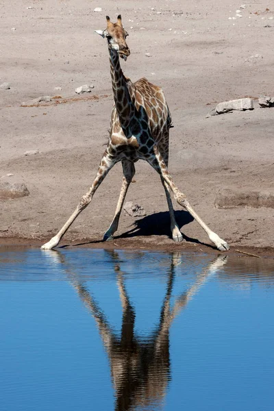 Żyrafa Giraffa Camelopardalis Pijąca Wodopoju Parku Narodowym Etosha Namibii Afryka — Zdjęcie stockowe