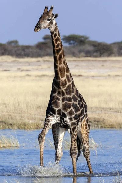 アフリカのナミビアのエトーシャ国立公園で洪水に見舞われた塩パンを横断するキリン Giraffa Camelopardalis キリンはアフリカの動物の哺乳動物で 地上で最も背の高い動物で 最大の発光体です — ストック写真