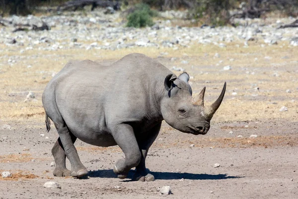 Rhinocéros Noir Danger Dans Parc National Etosha Namibie Afrique — Photo