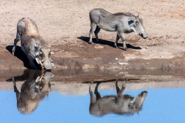 Warthogs (Phacochoerus africanus) at a waterhole in Etosha National Park in Namibia, Africa. clipart