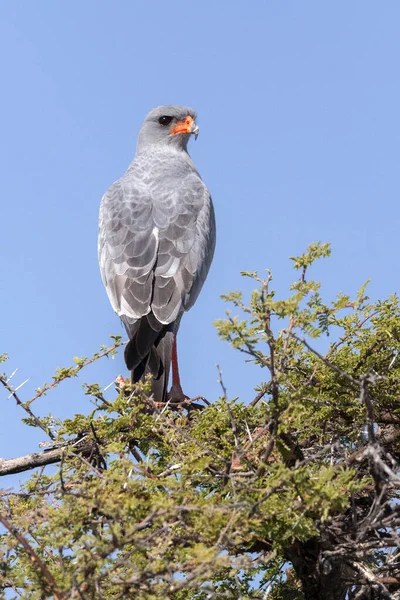 Pallido Canto Meridionale Goshawk Melierex Canorus Nel Parco Nazionale Del — Foto Stock