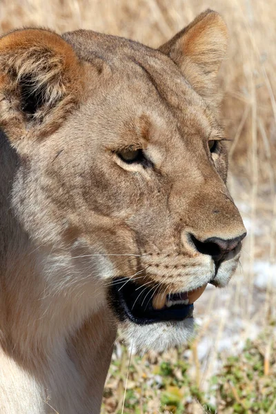 Afrika Namibya Daki Etosha Milli Parkı Nda Dişi Aslan Panthera — Stok fotoğraf