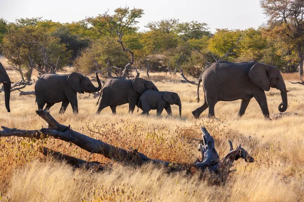 Группа Африканских Слонов Loxodonta Africana Национальном Парке Этоша Намибии Африка — стоковое фото