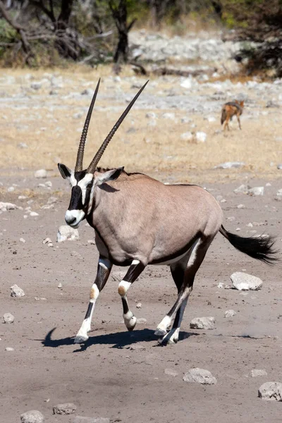 Gemsbok Antilobu Oryx Gazella Etosha Ulusal Parkı Kuzey Namibya Afrika — Stok fotoğraf