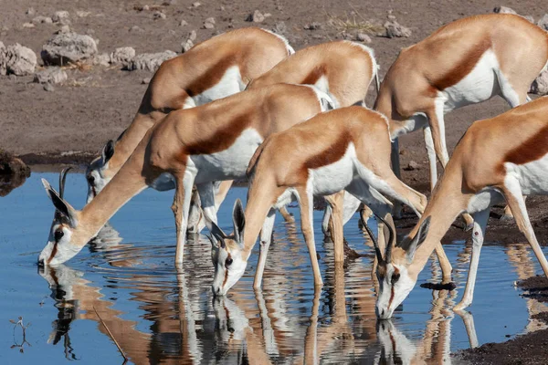 Group Springbok Antelopes Antidorcus Marsupialis Drinking Fly Covered Waterhole Etosha — Stock Photo, Image