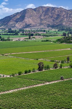 Güney Amerika 'daki Colchagua Vadisi' nde Santa Cruz yakınlarında Şili şarabı üreten üzüm bağları.