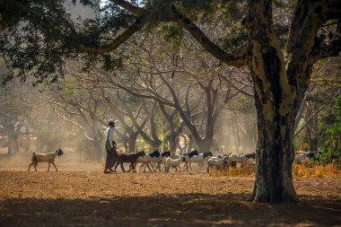 Myanmar 'da Bagan yakınlarında kırsalda keçi sürüsüyle bir çoban.).