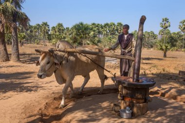 Birmanyalı bir çiftçi palmiye yağını palmiye meyvelerini öğütmek için bir öküz kullanarak çıkarıyor. Myanmar 'da Bagan yakınlarında (Burma).