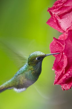 Ekvador 'un kuzeyinde, Pichincha' da bulunan Mindo Bulut Ormanı 'nda Erkek Tekmeleyen Raket Kuyruklu Hummingbird (Ocreatus underwoodii).