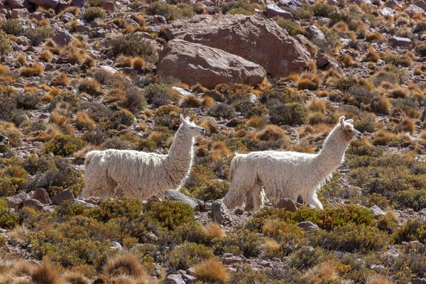 Llama Lama Glama Deserto Atacama Norte Chile América Sul Animal — Fotografia de Stock