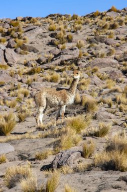 Genç bir Guanaco (Lama guanicoe) kuzey Şili, Güney Amerika 'daki Atacama Çölü' nde altiplanonun tepesinde.
