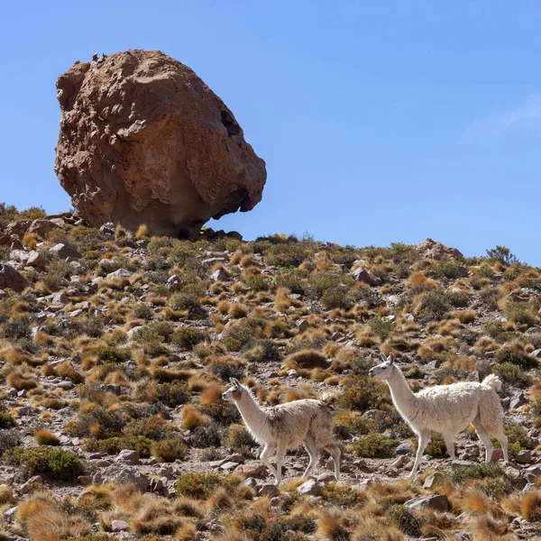 南米チリ北部のアタカマ砂漠のラマ グラマ ラマはアンデスで発見されたラクダ科の家畜化されたパック動物で 柔らかい羊毛で評価されています — ストック写真