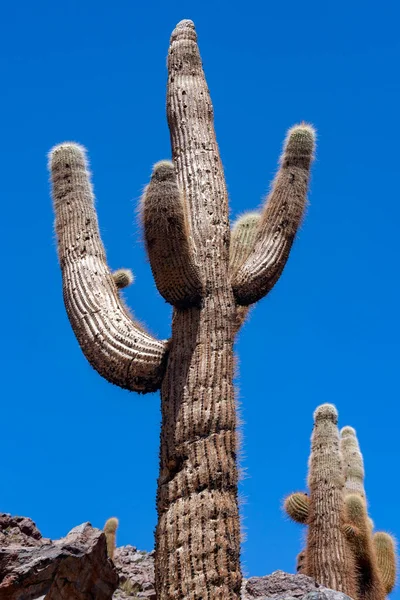 Cacto Candelabro Gigante Crescendo Cânion Deserto Atacama Perto San Pedro — Fotografia de Stock