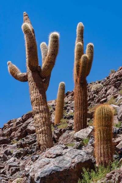 Cactus Canyon Cerca San Pedro Atacama Desierto Atacama Norte Chile — Foto de Stock