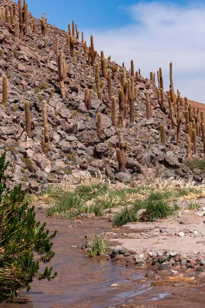 Kanion Kaktusowy Pobliżu San Pedro Atacama Pustyni Atacama Północnym Chile — Zdjęcie stockowe