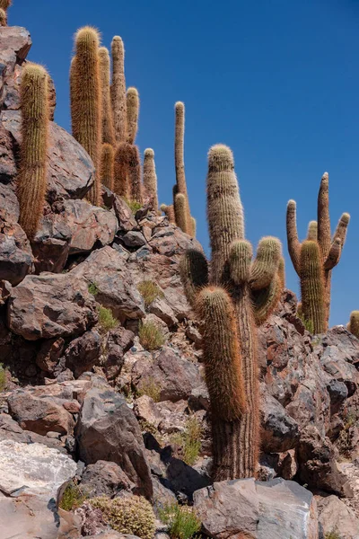 Cactus Canyon San Pedro Atacama Atacama Desert Northern Chile South — Stock Photo, Image