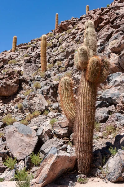 Cactus Canyon Cerca San Pedro Atacama Desierto Atacama Norte Chile — Foto de Stock