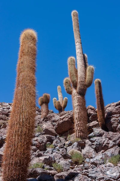 Cactus Canyon Cerca San Pedro Atacama Desierto Atacama Norte Chile — Foto de Stock