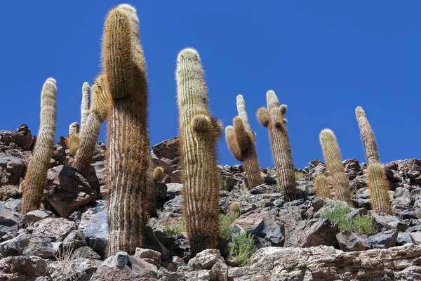 Kanion Kaktusowy Pobliżu San Pedro Atacama Pustyni Atacama Północnym Chile — Zdjęcie stockowe