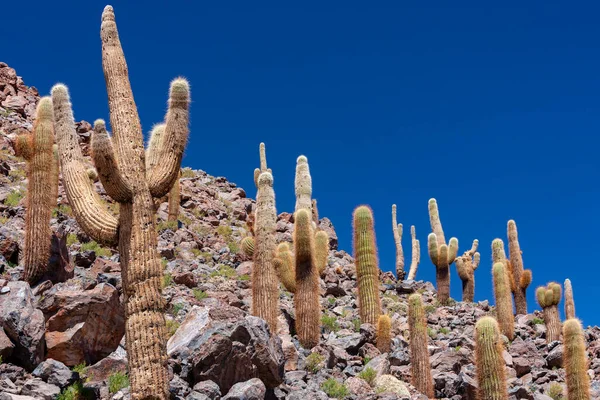 Gigantyczny Kaktus Candelabra Rosnący Kanionie Pustyni Atacama Pobliżu San Pedro — Zdjęcie stockowe