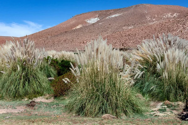 Pampas Grass Rostoucí Poblíž San Pedro Atacama Poušti Atacama Severním — Stock fotografie