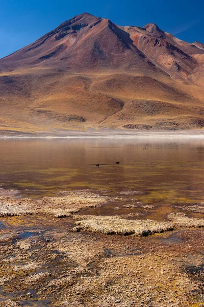 Laguna Miniques Volcán Cerro Miscanti Alto Del Altiplano Desierto Atacama —  Fotos de Stock