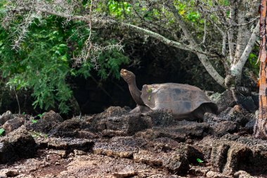 Giant Galapagos Tortoise (Geochelone elephantopus ssp.) - on Santa Cruz Island in the Galapagos Islands, Ecuador. clipart