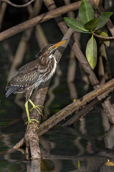 Mangrove Heron Olarak Bilinir Ekvador Galapagos Adaları Ndaki Isabela Adası — Stok fotoğraf