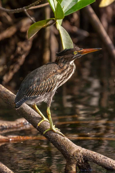 Heron Estriado Butorides Striata Também Conhecido Como Manguezal Heron Manguezais — Fotografia de Stock