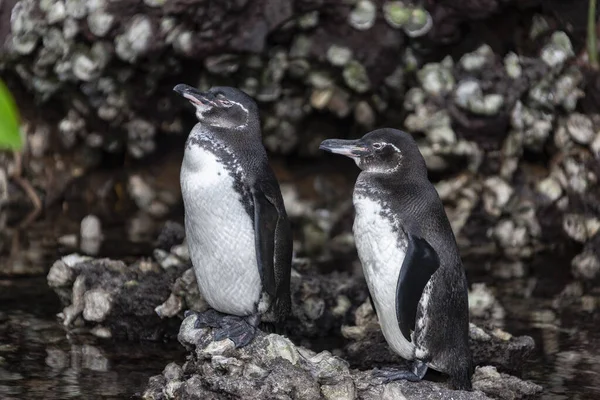 Pingwiny Galapagos Spheniscus Mendiculus Endemiczne Dla Wysp Galapagos Ekwador Jedyny — Zdjęcie stockowe