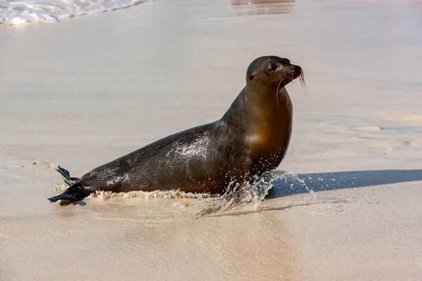 Zalophus Wollebaeki Una Especie León Marino Que Reproduce Las Islas —  Fotos de Stock