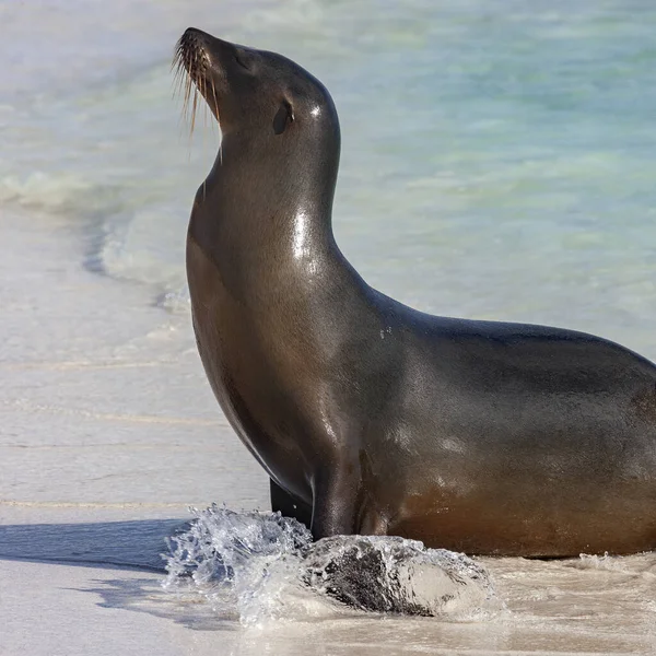 Галапагосский Морской Лев Zalophus Wollebaeki Вид Морского Льва Который Размножается — стоковое фото