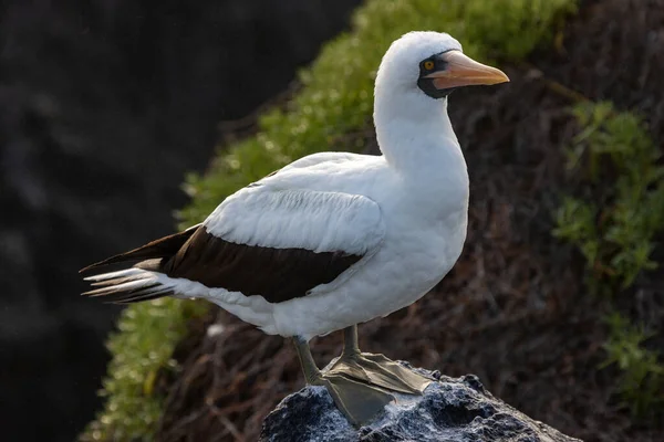 厄瓜多尔加拉帕戈斯群岛埃帕诺拉岛的Nazca Booby Sula Granti — 图库照片