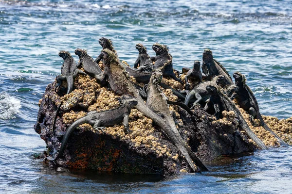 Iguana Marina Galápagos Una Especie Iguana Que Encuentra Solo Las —  Fotos de Stock