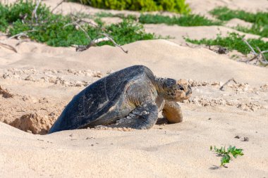 Dişi bir Pasifik Yeşil Kaplumbağası yumurtalarını bırakmak için kazdığı delikten çıkar. Galapagos Adalarındaki Floreana Adası, Ekvador.