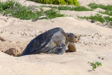 A female Pacific Green Turtle hauls herself out of the hole she dug to lay her eggs. Floreana Island in the Galapagos Islands, Ecuador. clipart