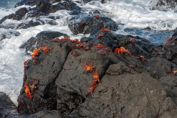 Groupe Crabes Communs Grapsus Grapsus Punta Suarez Sur Île Espanola — Photo